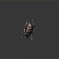 Detailed View Of Black And Brown Striped Beetle With Long Legs On Gray Background