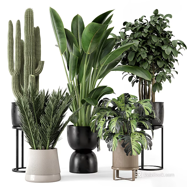 Stylish Indoor Plants In Black White Beige Ceramic Pots With Metal Stands 3d model 