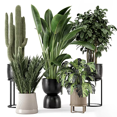 Stylish Indoor Plants In Black White Beige Ceramic Pots With Metal Stands 3d model