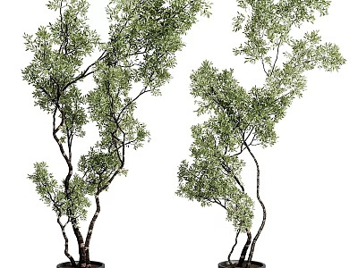 Bonsai Potted Plants With Curved Trunks And Lush Green Foliage For Indoor Decor 3d model