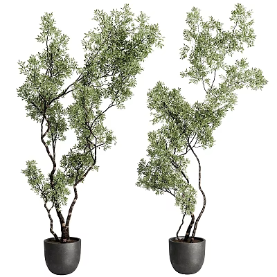 Bonsai Potted Plants With Curved Trunks And Lush Green Foliage For Indoor Decor 3d model