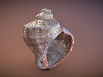 Fantasy Adventure Game Character With Detailed Conch Shell Prop Design 3d model