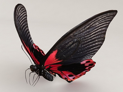 Flying Animal Butterfly 3d model