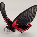 Flying Animal Butterfly 3d model