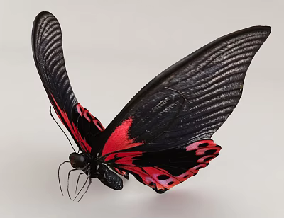 Vibrant Red Black Butterfly With Open Wings On Light Background 3d model Vibrant Red Black Butterfly With Open Wings On Light Background 3d model