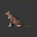 Ginger and White Domestic Cat Wearing Collar Sitting Upright on Dark Background 3d model
