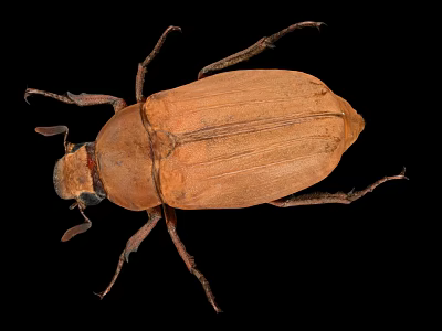 Close Up Flying Animal Brown Beetle with Hard Shell Legs on Black Background 3d model