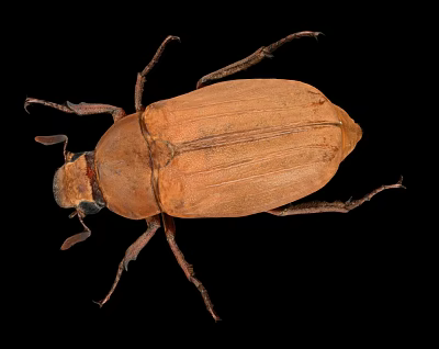 Close Up Flying Animal Brown Beetle with Hard Shell Legs on Black Background 3d model