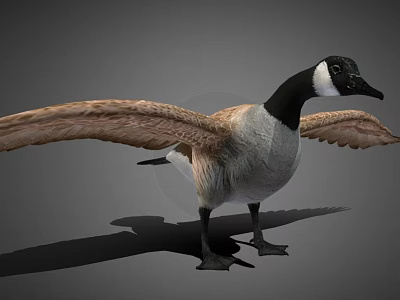 Canada Goose With Black Head White Neck And Spread Wings Standing On Gray Background 3d model