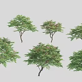 Six Arbor Trees With Lush Green Foliage And Various Shapes 3d model