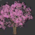 Beautiful Blooming Shrub With Vibrant Pink Flowers Brown Trunk And Lush Foliage