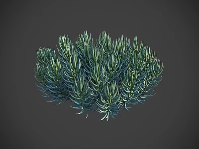 Lush Green Bonsai Plant With Slender Leaves And Compact Decorative Foliage 3d model