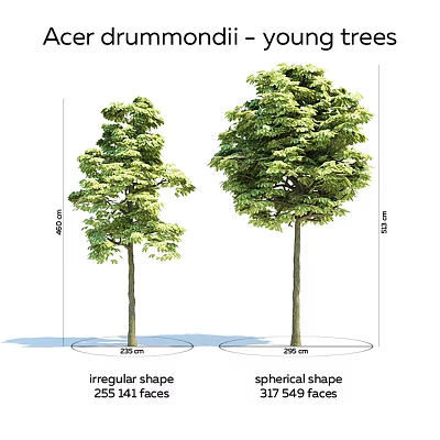 Decorative Garden Ornaments With Two Trees of Irregular and Spherical Shapes and Size Details 3d model