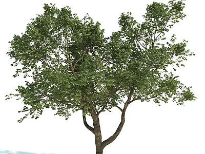 Lush Green Arbor With Dense Foliage And Strong Trunk In Natural Environment 3d model