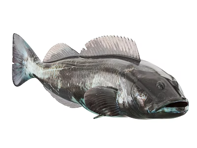 Large Dark Scaled Aquatic Fish With Prominent Fins And Open Mouth 3d model