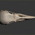 Bird Skull Anatomical Structure With Long Beak Smooth Surface And Dark Background Reflection 3d model