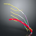Biomedical Organ System with Colorful Tubular Structures in Various Hues for Anatomical Study