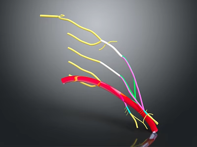 Biomedical Organ System with Colorful Tubular Structures in Various Hues for Anatomical Study 3d model