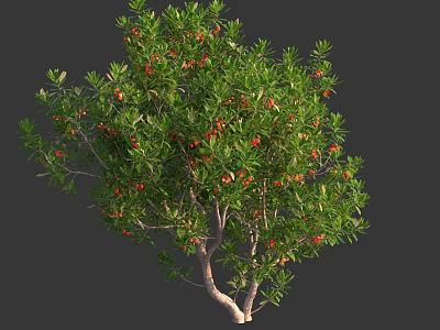Lush Tree With Green Leaves And Red Fruits In Natural Growth 3d model