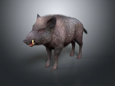 Wild Boar With Furry Coat And Visible Tusks In Standing Pose On Neutral Background 3d model