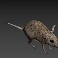 Gray Small Mouse With Big Ears And Short Tail Standing On White Background