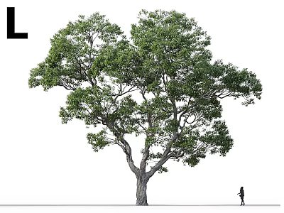 Tall Arbor Tree with Lush Green Foliage and Silhouette of Person Isolated on White Background 3d model