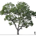 Tall Arbor Tree with Lush Green Foliage and Silhouette of Person Isolated on White Background