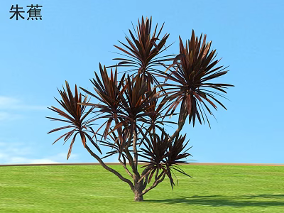 Cordyline Tree With Dark Brown Leaves Growing In Green Grassland Under Blue Sky 3d model