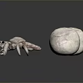 White Spheres And Spider Like Skeleton On Gray Background With Reflection