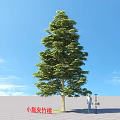 Arbor Small Fruit Grey Bamboo Peach Tree 8 Meters Tall With Person Under Blue Sky