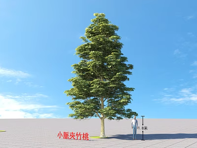 Arbor Small Fruit Grey Bamboo Peach Tree 8 Meters Tall With Person Under Blue Sky 3d model