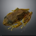 Vibrant Orange Brown Spotted Frog With Yellow Legs And Detailed Body Features On Dark Background