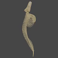 Detailed Marine Animal Skeleton With Vertebrae Ribs And Skull Structure