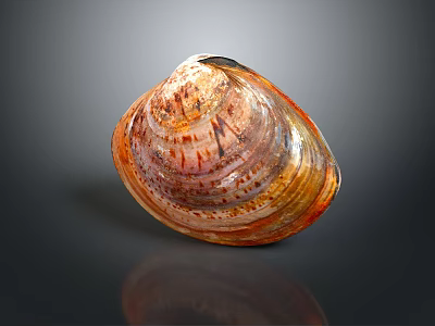 Colorful Seashell As Decorative Household Item With Vibrant Orange Brown Texture 3d model