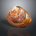 Colorful Seashell As Decorative Household Item With Vibrant Orange Brown Texture