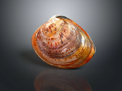 Shell Cartoon Pearl Pink Red Shell Mussel Clam Freshwater Pearl Seawater Pearl Nanyang Pearl 3d model