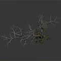 Leafless Tree With Twisted Trunk And Exposed Roots On White Background 3d model