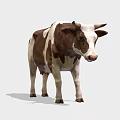 Realistic Brown And White Cow Standing On Plain White Background