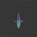Blue Shark 3D Model with Open Mouth and Sharp Teeth on Dark Background with Reflection 3d model