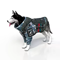 Siberian Husky Dog Wearing Camouflage Tactical Vest With Utility Pockets On White Background