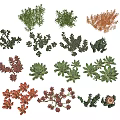 Indoor Colorful Succulent Plants Collection With Various Species And Vibrant Foliage