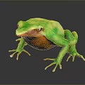 Frog Poison Frog Game Frog Reptile Cold Blooded Animal Reptile 3d model