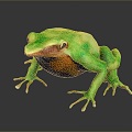 Frog Frog Frog Poison Frog Game Frog Reptile Cold Blooded Animal Reptile Reptile 3d model