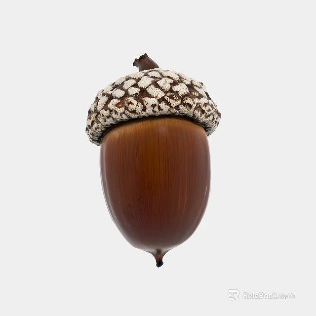 Natural Brown Acorn with Detailed White and Brown Textured Cap on White Background 3d model 