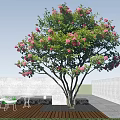Tall Tree With Abundant Pink Flowers Green Leaves Against Clear Blue Sky
