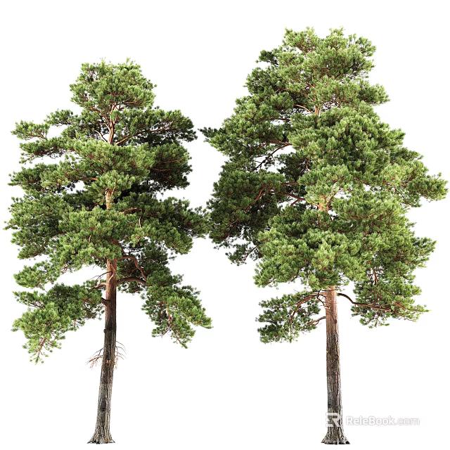 Two Tall Healthy Pine Trees With Lush Green Foliage And Strong Trunks 3d model 