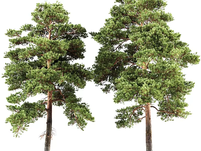 Two Tall Healthy Pine Trees With Lush Green Foliage And Strong Trunks 3d model