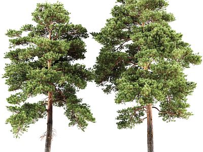 Modern Pine Tree Landscape Pine 3d model