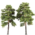 Two Tall Healthy Pine Trees With Lush Green Foliage And Strong Trunks