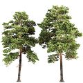 Modern Pine Tree Landscape Pine 3d model